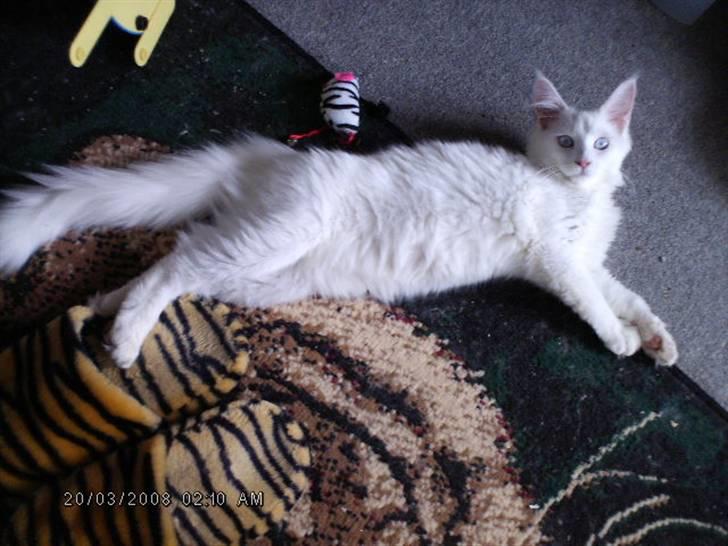 Maine Coon Dk Aquacoon´s Xeo billede 3