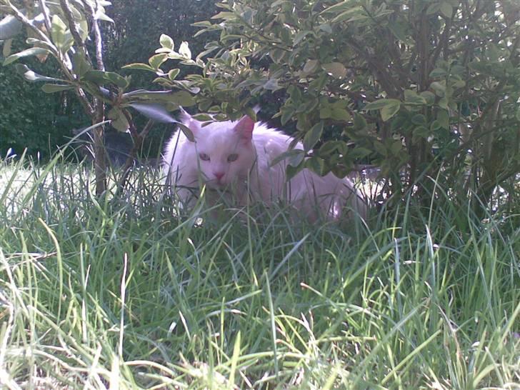 Maine Coon Dk Aquacoon´s Xeo billede 4