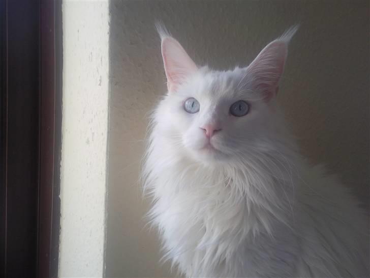 Maine Coon Dk Aquacoon´s Xeo billede 5