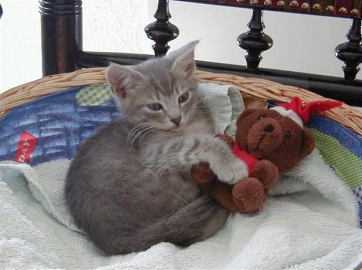 Huskat Sif billede 1