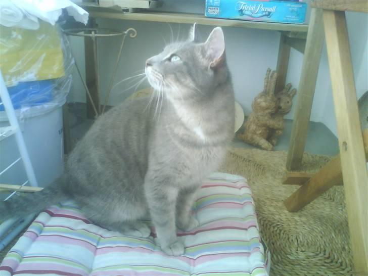 Huskat Sif billede 2