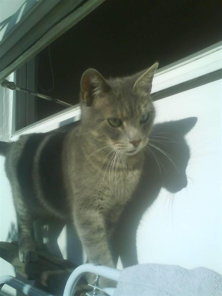 Huskat Sif billede 3