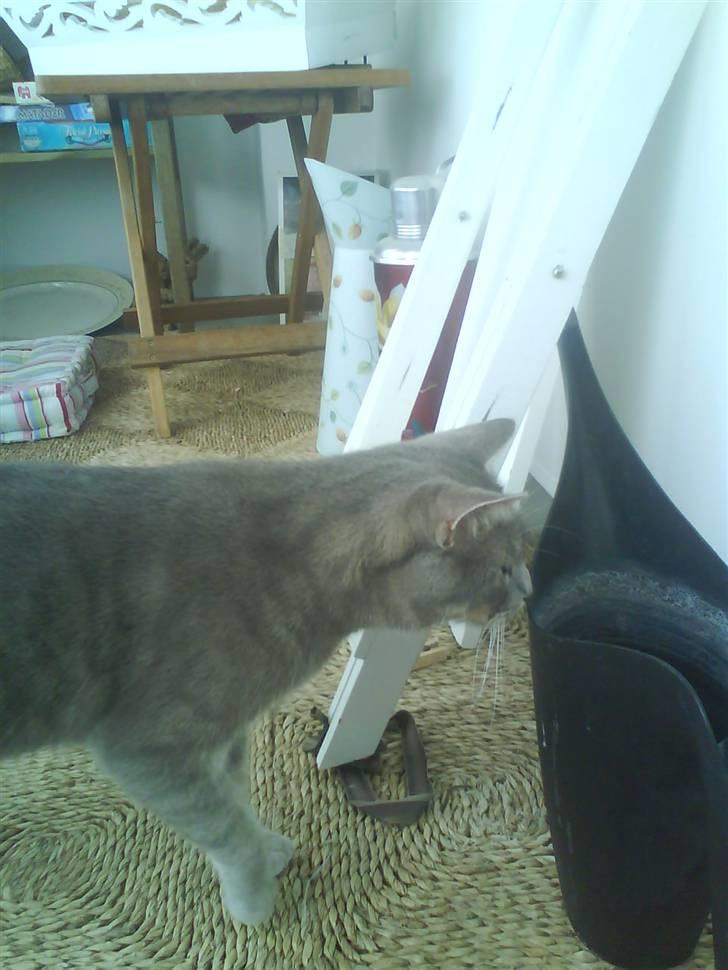 Huskat Sif billede 4