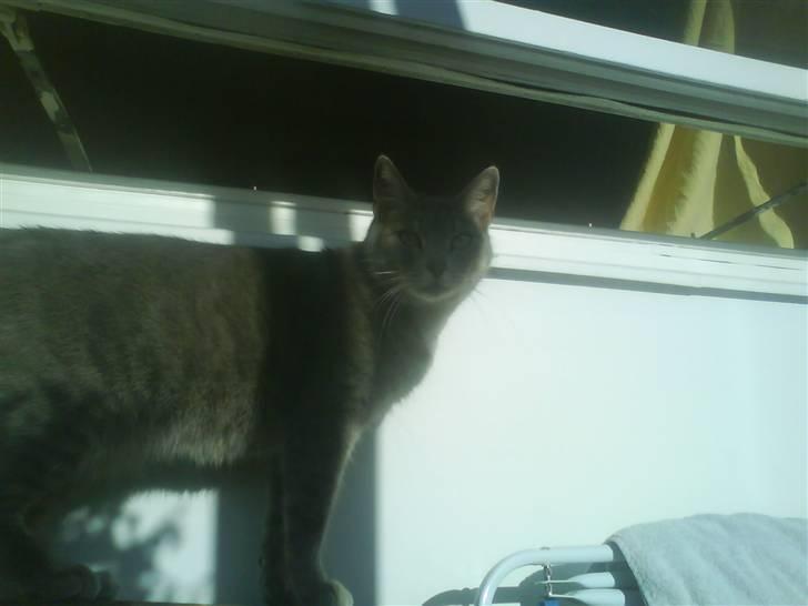 Huskat Sif billede 5