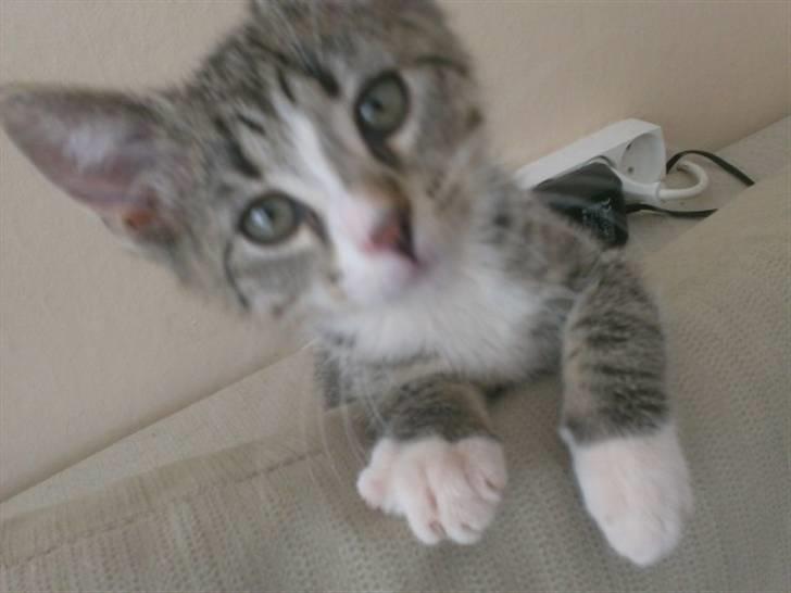 Huskat Sam billede 7