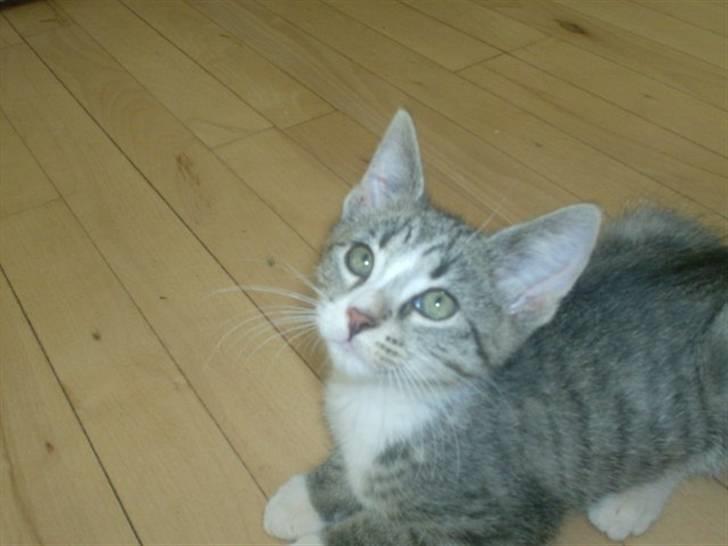 Huskat Sam billede 8