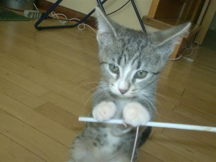 Huskat Sam billede 9