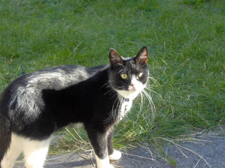 Huskat Emil billede 16