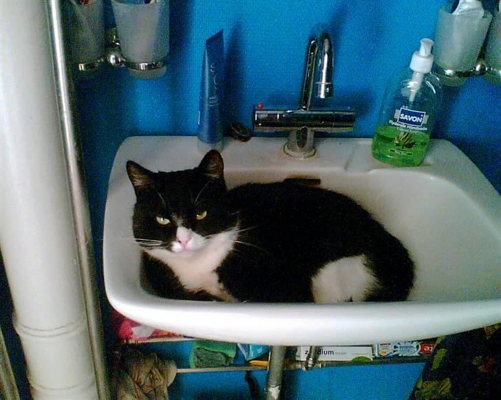 Huskat Emil billede 17