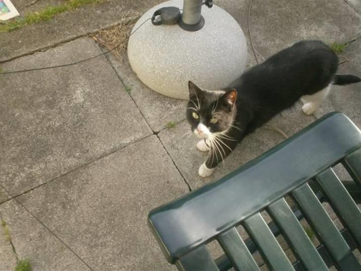 Huskat Emil billede 18