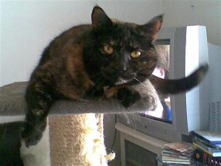 Blanding af racer Djaxa - Djaxa snart 6 år :o) billede 7