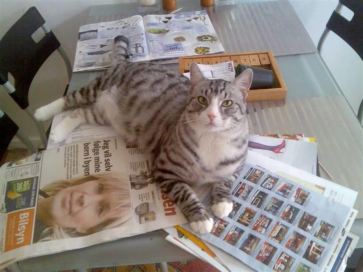 Huskat Thomas billede 7