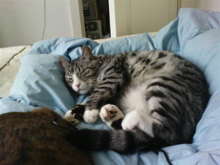 Huskat Thomas - The strech of dawn | 01/03/2009 billede 10