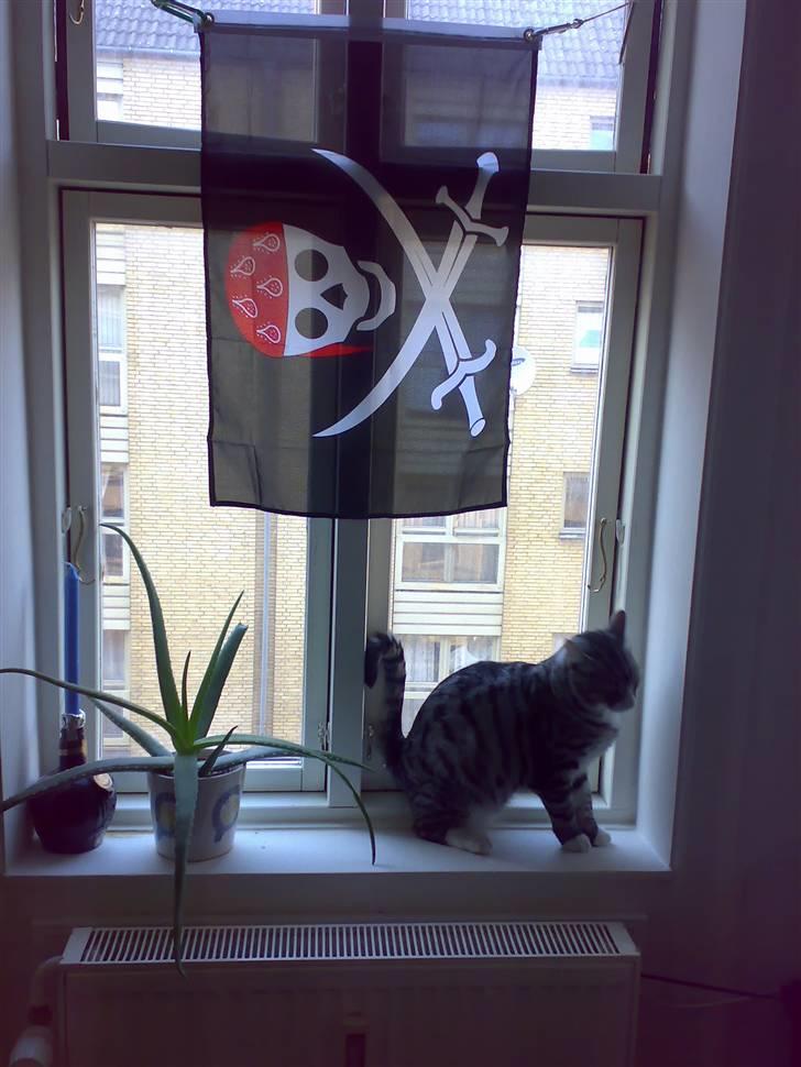 Huskat Thomas billede 11