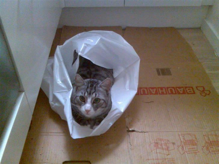 Huskat Thomas billede 12