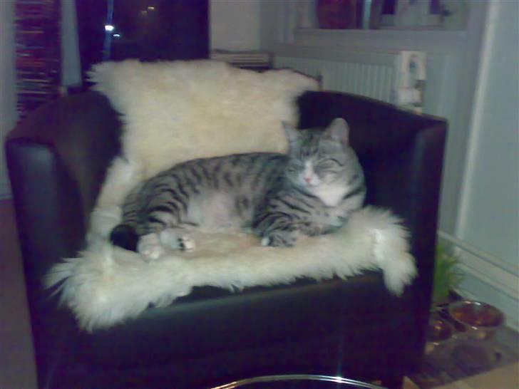 Huskat Thomas billede 6