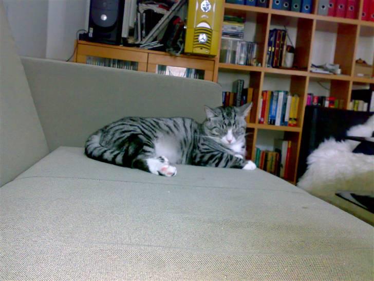 Huskat Thomas billede 13