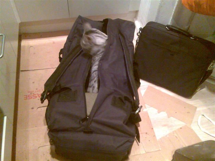 Huskat Thomas billede 14