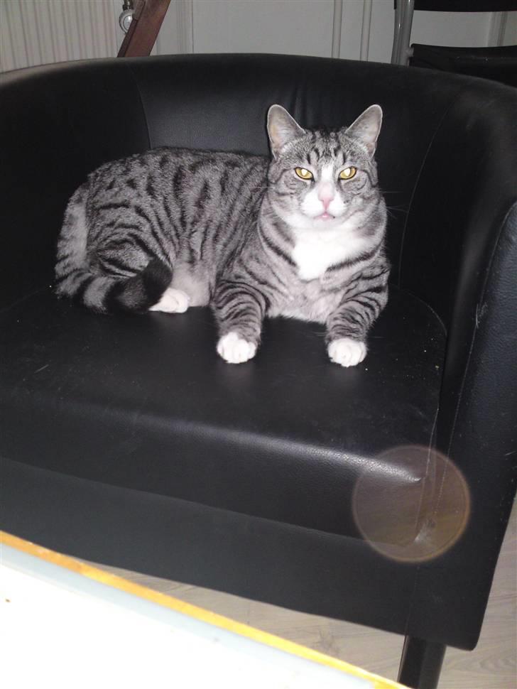 Huskat Thomas - The Catfather | 05/04/2009 billede 15