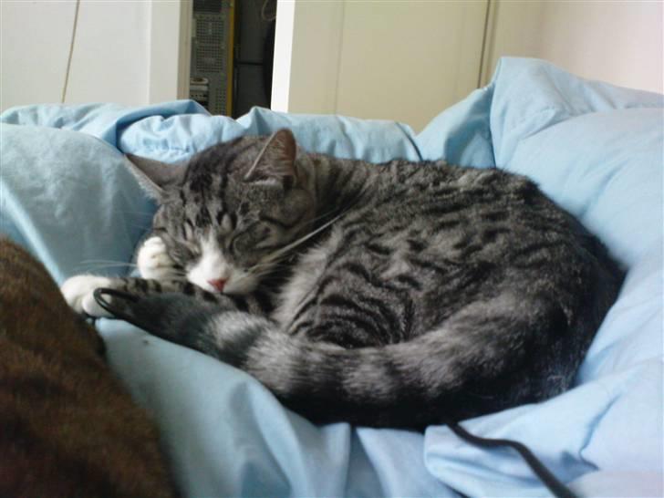 Huskat Thomas - Sovedyne! Hov, menter sovetryne | 01/03/2009 billede 16