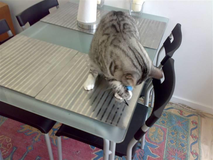 Huskat Thomas - Fy mus! Ned fra bordet billede 17