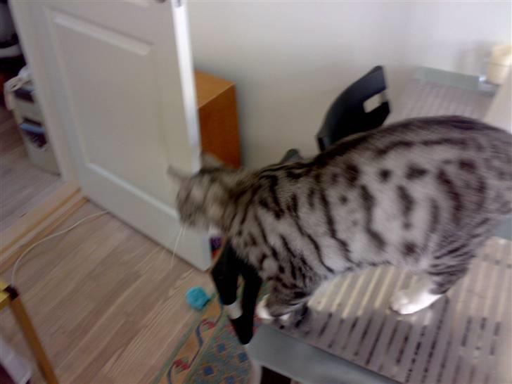 Huskat Thomas - Sådan ja! billede 18