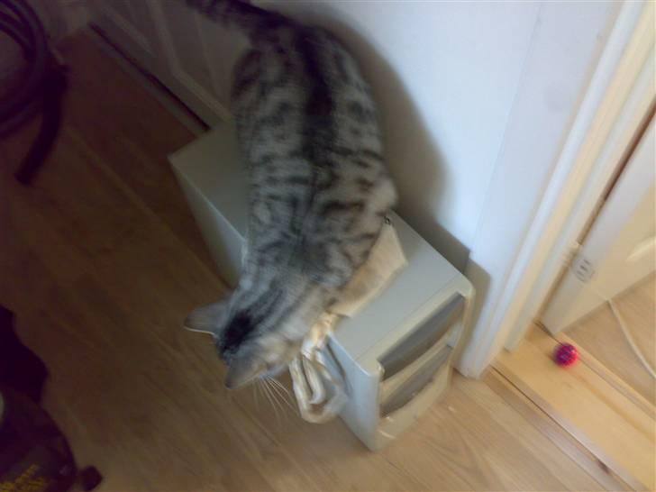 Huskat Thomas - Syntes jeg så en mus ved denne her kasse - er det ikke et mussehul dett der bagpå? billede 19