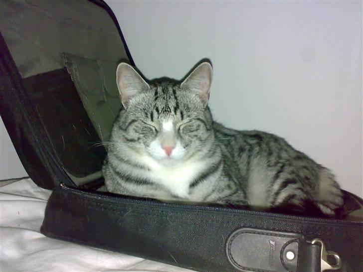 Huskat Thomas billede 21