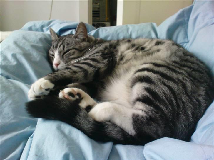 Huskat Thomas - The Devil is awake | 01/03/2009 billede 22