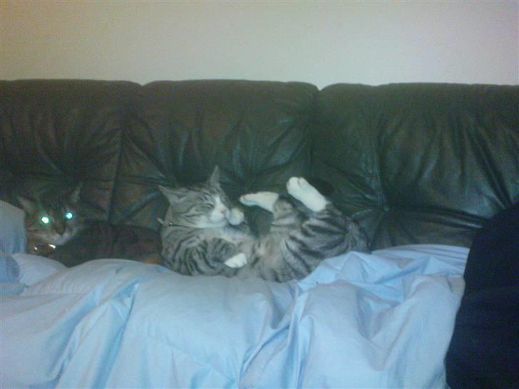 Huskat Thomas - Haha! Den var god Rose! | 27/12/2008 billede 23