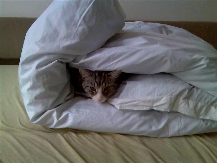 Huskat Thomas billede 5