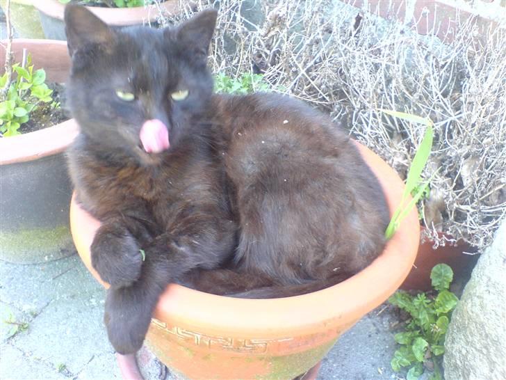 Huskat bad boy billede 14