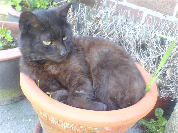 Huskat bad boy billede 15