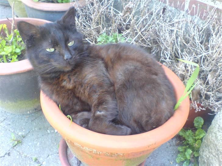 Huskat bad boy billede 16