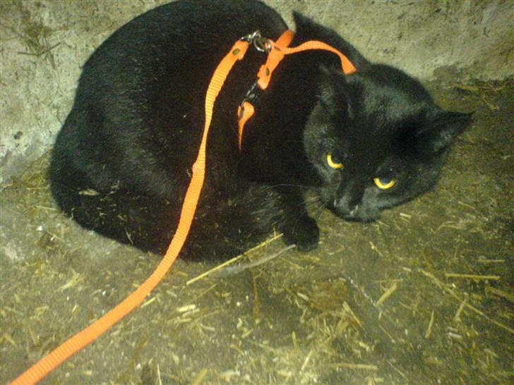 Blanding af racer † Emily † billede 1