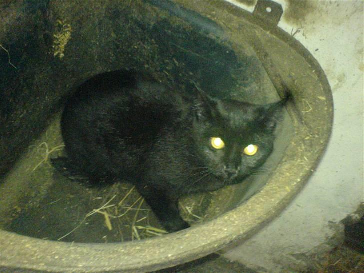 Blanding af racer † Emily † billede 2