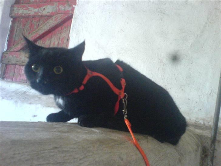 Blanding af racer † Emily † billede 3