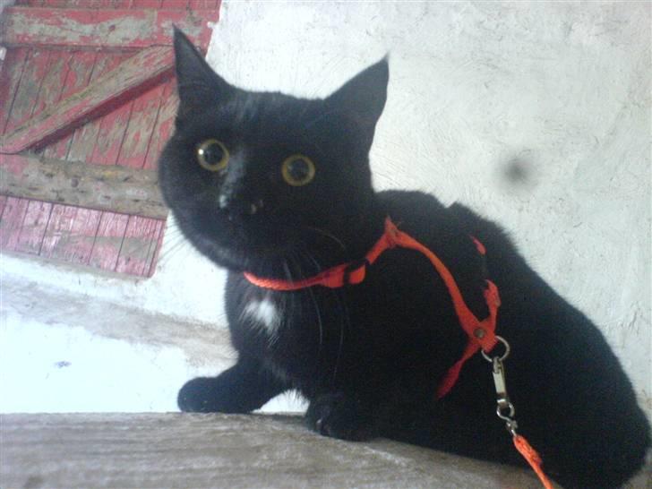 Blanding af racer † Emily † billede 4