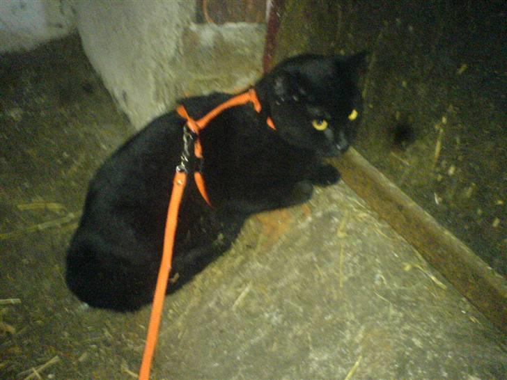 Blanding af racer † Emily † billede 5