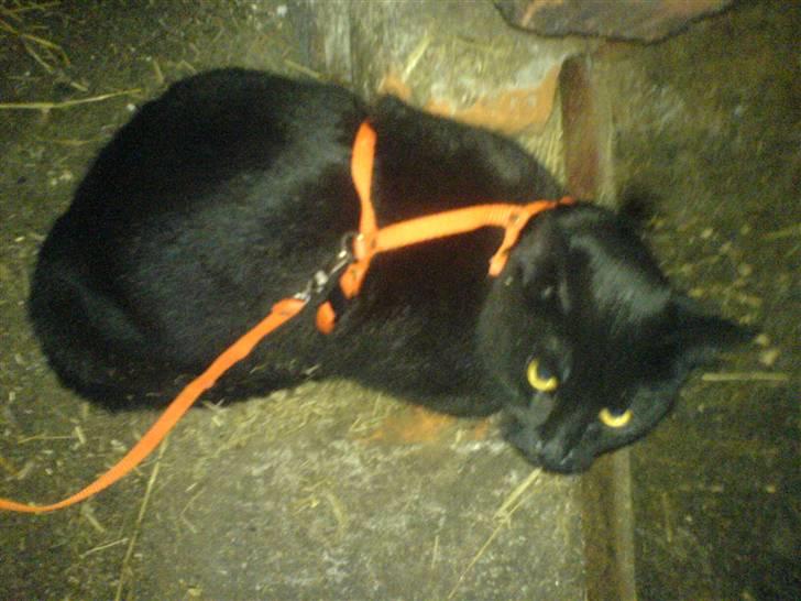 Blanding af racer † Emily † billede 6