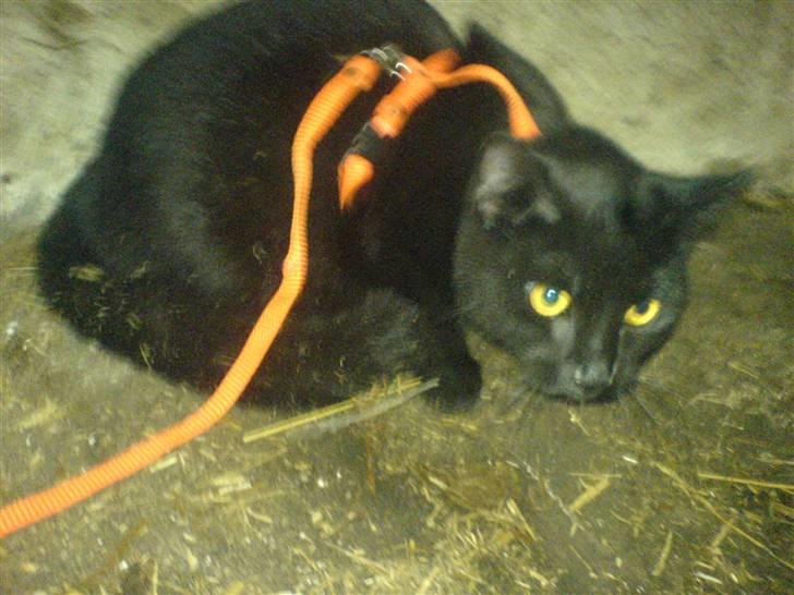 Blanding af racer † Emily † billede 7