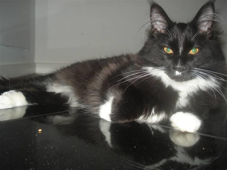 Maine Coon R.I. P min lille dreng,  Mega Good-Will " Willow" - Willow det nyeste billede af mors Guldklumb her er han ca 6 mdr. billede 13