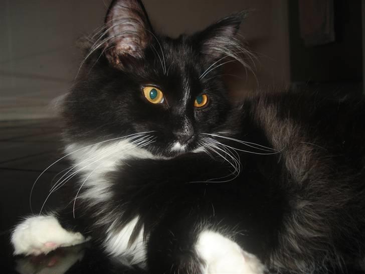 Maine Coon R.I. P min lille dreng,  Mega Good-Will " Willow" - Willow er altså bare så...læææækker. taget den 6 maj. billede 14