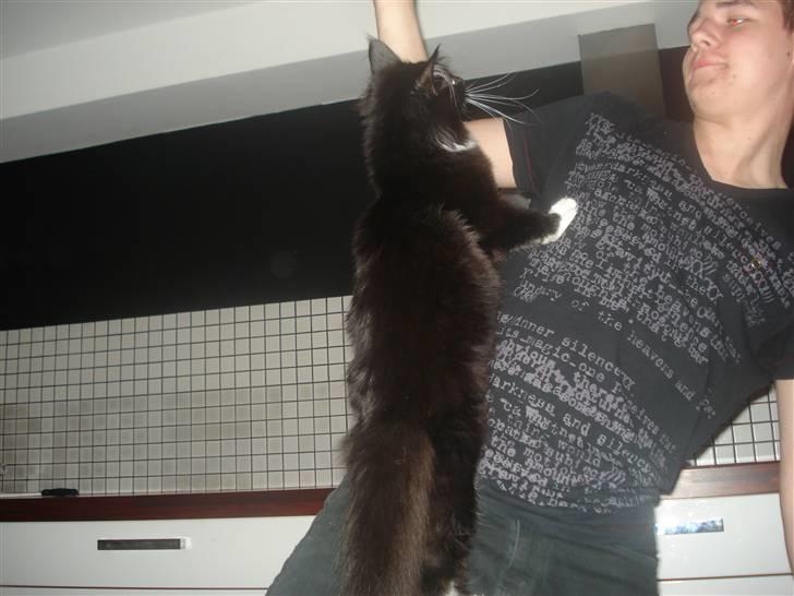 Maine Coon R.I. P min lille dreng,  Mega Good-Will " Willow" - SÅDAN.... Ja Willow kan kravle ....se bare dette bevis hihi Tiger.. billede 15