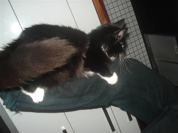 Maine Coon R.I. P min lille dreng,  Mega Good-Will " Willow" - Miiiiiav..ja jeg kan klatre når der er guf i farvandet... billede 16