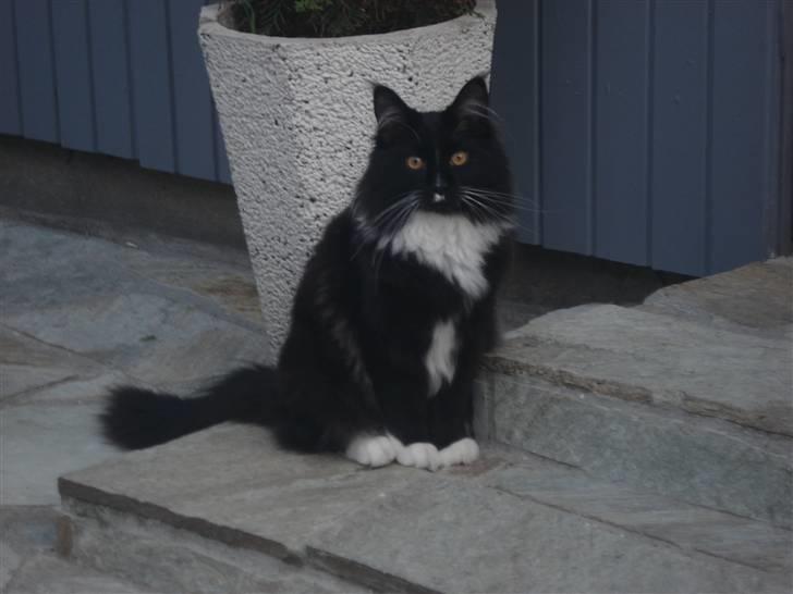 Maine Coon R.I. P min lille dreng,  Mega Good-Will " Willow" - willow sidder som en smuk statue i vores gård... Maj-08 billede 17