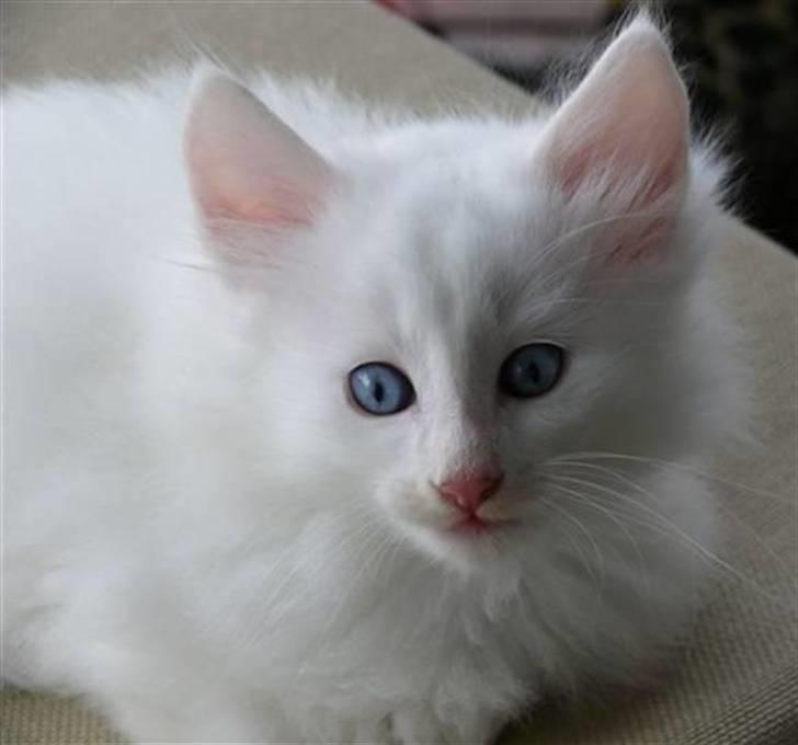 Norsk Skovkat Fyns Skovkatte's Annemone billede 10