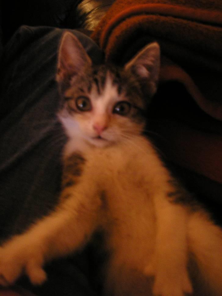 Huskat Fu Quan billede 10