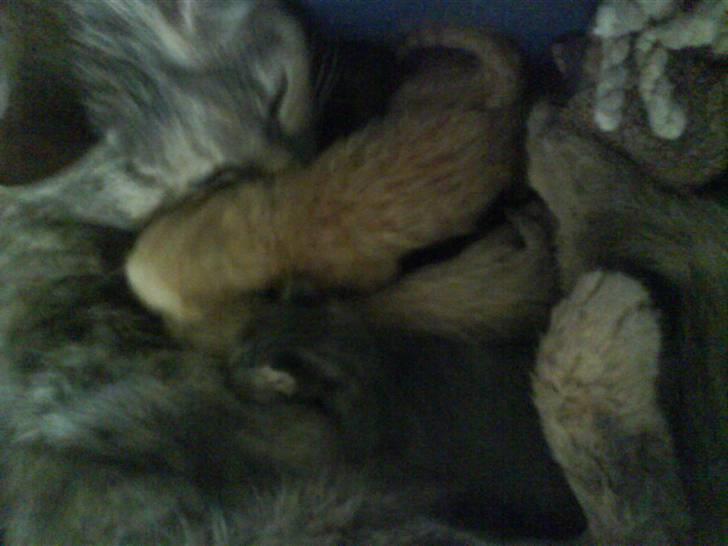 Huskat buster (tante) - født d 9 maj 08 1 time gammel billede 8