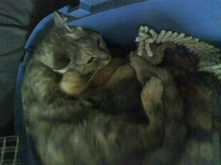 Huskat buster (tante) - hun elsker de små billede 9